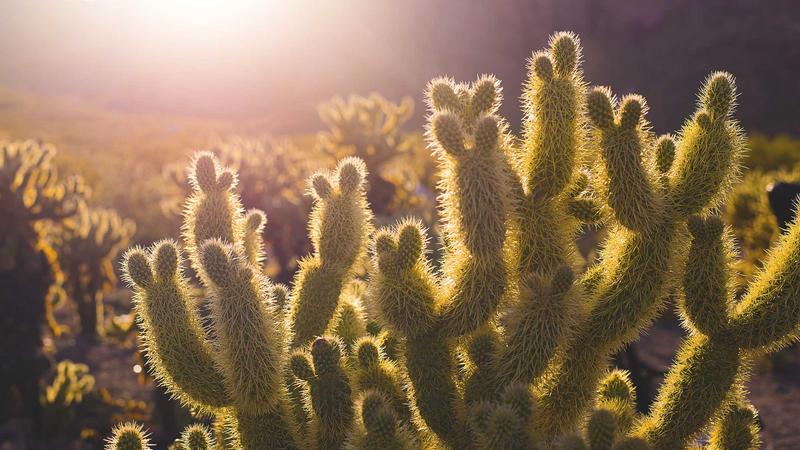 情绪管理指南：5个科学方法让心灵重获自由