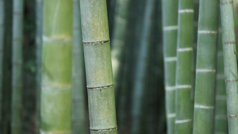 「营养密码」：解锁三餐搭配的黄金法则，吃出健康好体质