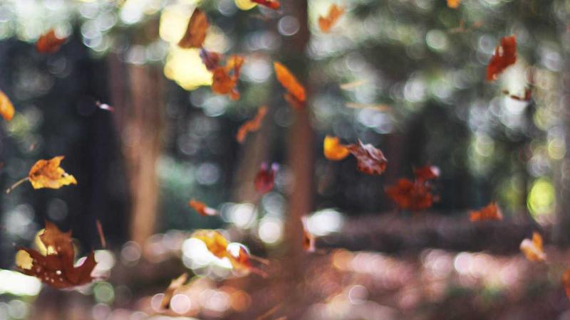 情绪管理秘籍：5个科学方法让心灵重获平静与力量