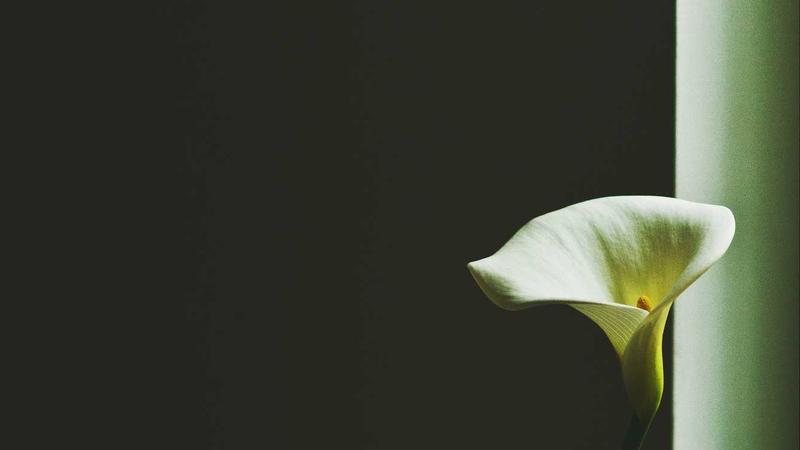 中医养生新视角：四季调和，唤醒身体自愈力